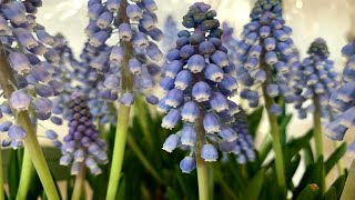 Blue Muscari Plants in BloomFlower [upl. by Diantha]