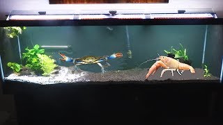 CRAB BATTLE Giant Blue Crab VS Giant crayfish [upl. by Junji]