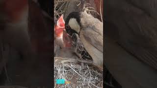 41 بلبول يطعم افراخه  Whiteeared Bulbul [upl. by Lethia]