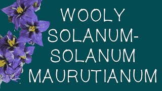 Woolly Solanum  Solanum mauritianum [upl. by Sineray484]