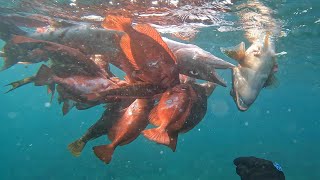 Spearing a 5 pound parrot fish and much moreGrenada Spearfishing [upl. by Sluiter]