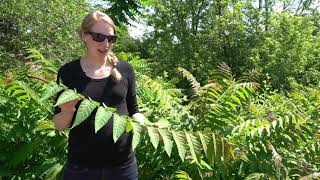 Treeofheaven Ailanthus altissima A listed invasive plant in Wisconsin [upl. by Esorrebma458]