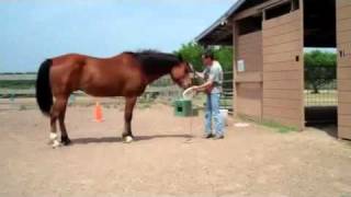 Horse plays Frisbee [upl. by Kohler]