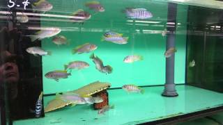 Cynotilapia zebroides  afra  jalo reef [upl. by Hessney824]