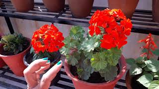 How to Grow and Care Geranium Plant  Care of Geranium [upl. by Nomis]