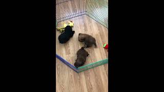 Shih poo Puppies at 6 weeks [upl. by Nilcaj]