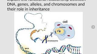 Functional relationship between DNA Genes Alleles and Chromosomes and their Role in Inheritance [upl. by Haidabo]