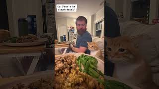 🤣🤣🤣🤣🤣 shortvideo funny mycatchannel cat catchannel yourcat pets petschannel yourpet [upl. by Hegarty99]