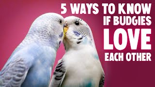 5 Ways Budgies Love Each Other [upl. by Abie]