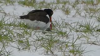 American Oystercatcher Banded AE Hatchling Nest Exchange May12 2024 [upl. by Andel]