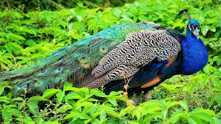 Peacock sound and walk in the forest  Peacock calling [upl. by Lily]