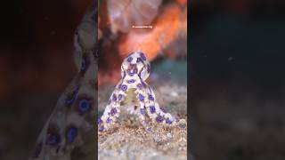 Blue Ringed Octopus [upl. by Aluin]