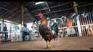 ✅ The rooster cut his artery with its ankle blade in a freak accident in the Philippines [upl. by Burlie]