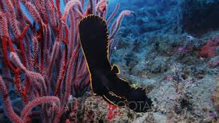 Pinnate Spadefish Juvenile Platax Pinnatus [upl. by Idalina]