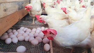 WOW  Fully Building Poultry Farm Chicken Egg Harvesting [upl. by Fruin363]