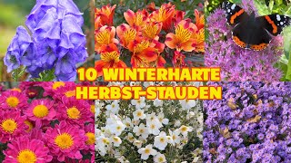 Top10 Die besten winterharten Stauden für den Herbst mit sehr später Blütezeit herbstanemone [upl. by Ellebyam]