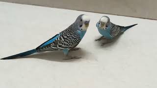 Mashallah Echo amp Luna spending time together 🐦💙 Subscribe for more videosEnathebudgies2031 [upl. by Decca314]