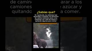 Elefantes Cobran Peaje por Caña de Azúcar 😨😍  animales animalesgraciosos shorts elefantes [upl. by Rodmun]