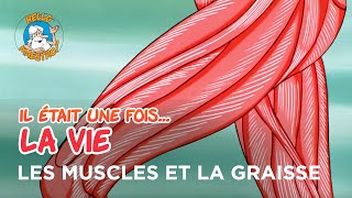 Il était une fois… la Vie 🌱 Les muscles et la graisse 💪 [upl. by Acinoda331]