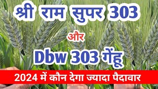 gehu ki top 2 varietyShree Ram super 303 dbw 303 wheat seeds wheat varietygehu ka beejnew gehu [upl. by Allys]