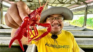 Crayfish Farming in the Philippines Pinaka magandang Pagkakitaan Ngayon [upl. by Idonah]