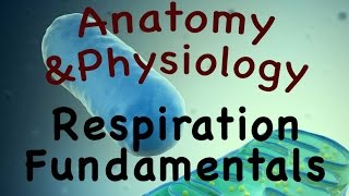 Cellular Metabolism For Anatomy and Physiology  Respiration Fundamentals 0402 [upl. by Merceer]