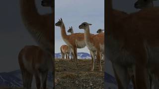 Guanaco Sounds  In The Andes Mountains Patagonia [upl. by Navi]