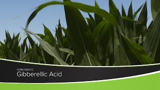 Gibberellic Acid [upl. by Olnee]