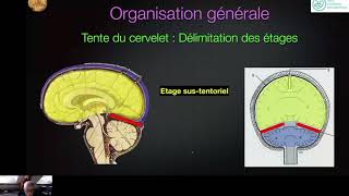 Cerveau Normal  Webinaire Formation Echographie Obstétricale Maroc [upl. by Mhoj]