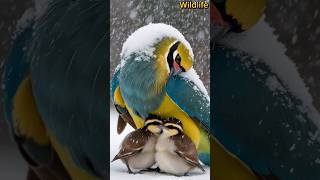 Regginas Bird of Paradise Paradisaea raggiana leans forward protects its chicks from a snowstorm [upl. by Wenda985]