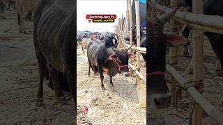 hambacow cow bull bhaikotonilogaru ytshorts goru গরু crazycow cowprice cows cowvideos [upl. by Eirret123]