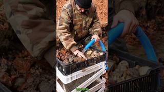 Real Gold Found Modular System Back in Action GoldPanning [upl. by Apfelstadt]