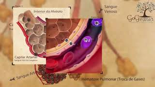 Sistema Respiratório a Hematose veja a serie completa em wwwyoutubecomcGogEscola [upl. by Nocaj]