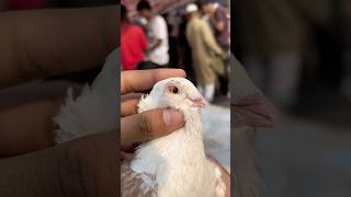 Pet market se le li  kabootar minivlog petsvlog rabbit pet animals shorts kabutar birds [upl. by Ynney]