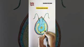 How to draw chlamydomonas diagramshortsvideodiagramdrawingviralytshortsviralvideoart biology [upl. by Pohsib842]