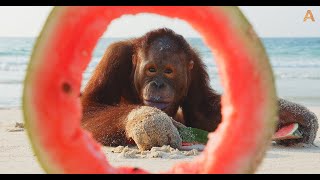 Animalia  The Orangutans enjoy a refreshing snack [upl. by Namharludba]