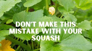 How to Prune Your Squash Plants to Get More Fruit [upl. by Matti]