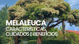 Melaleuca  Características cuidados e benefícios [upl. by Yelkao]