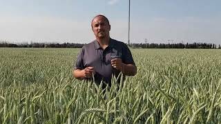 AAC Delight Spring Triticale Virtual Crop Tour [upl. by Ketchan]