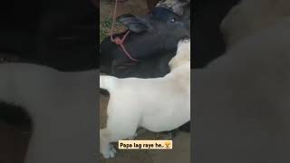 Papa lag raye he🐶😁 shotsviral doglover pets doglovercommunity channel ko subscribe kre 🙏 [upl. by Calesta879]