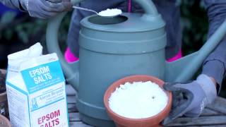 Uses for Epsom Salts in the Garden  Around the Garden [upl. by Meridith]