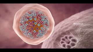 COVID19 Animation What Happens If You Get Coronavirus [upl. by Anotyad540]