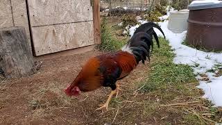 6 months old whitehackle stag [upl. by Thurnau]