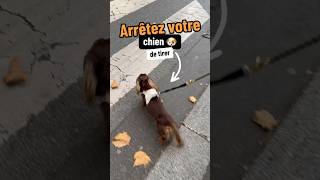 ✅ Pratiquez cet exercice pour améliorer votre promenade 🐶educateurcanin chien educationchien [upl. by Nepean720]