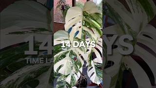 Huge Monstera Albo leaf unfurls plants houseplants [upl. by Corine]