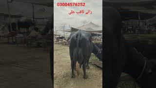 نور شاہ کی خوبصورت جھوٹی رابطہ نمبر 03004576252 Okara Animal Tv 1132024 [upl. by Eelimaj]