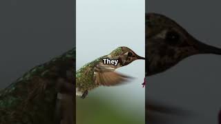 Hummingbird Facts fairlyoddfacts hummingbird birds [upl. by Dusza277]