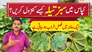 How to control jassid in cotton crop  The best insecticide against cotton jassid Abid Ali Agrarian [upl. by Ahsatniuq]