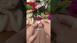 Using garlic cuttings to propagate bougainvillea bougainvillea Garlic at home [upl. by Frye435]