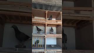 tippler pigeon breeds  Pigeon loft  Pigeon farm [upl. by Hutchins]